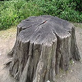 Tree Stump